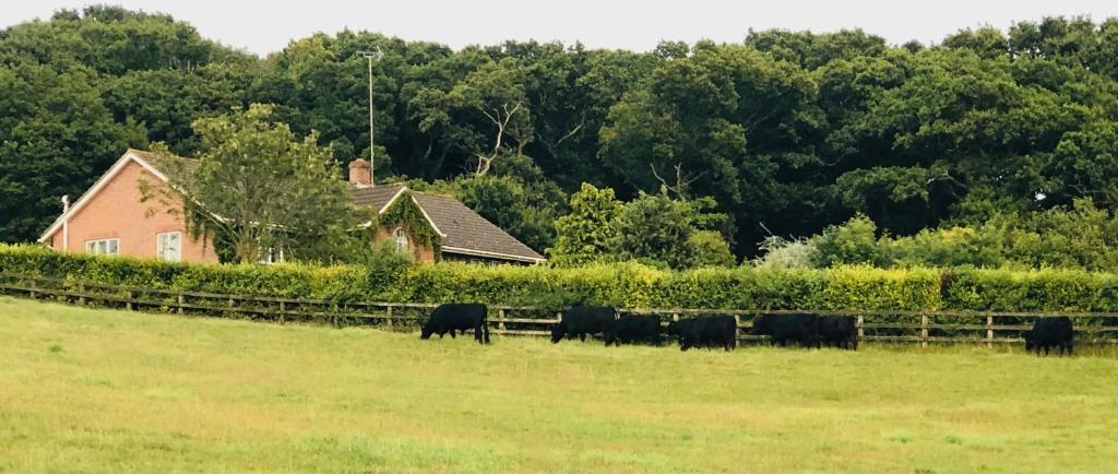 Yellowham Farm (Yellowham Wood)