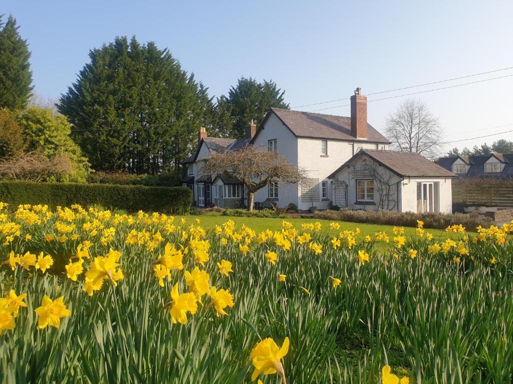 Lower House B&B Adforton (Leintwardine)