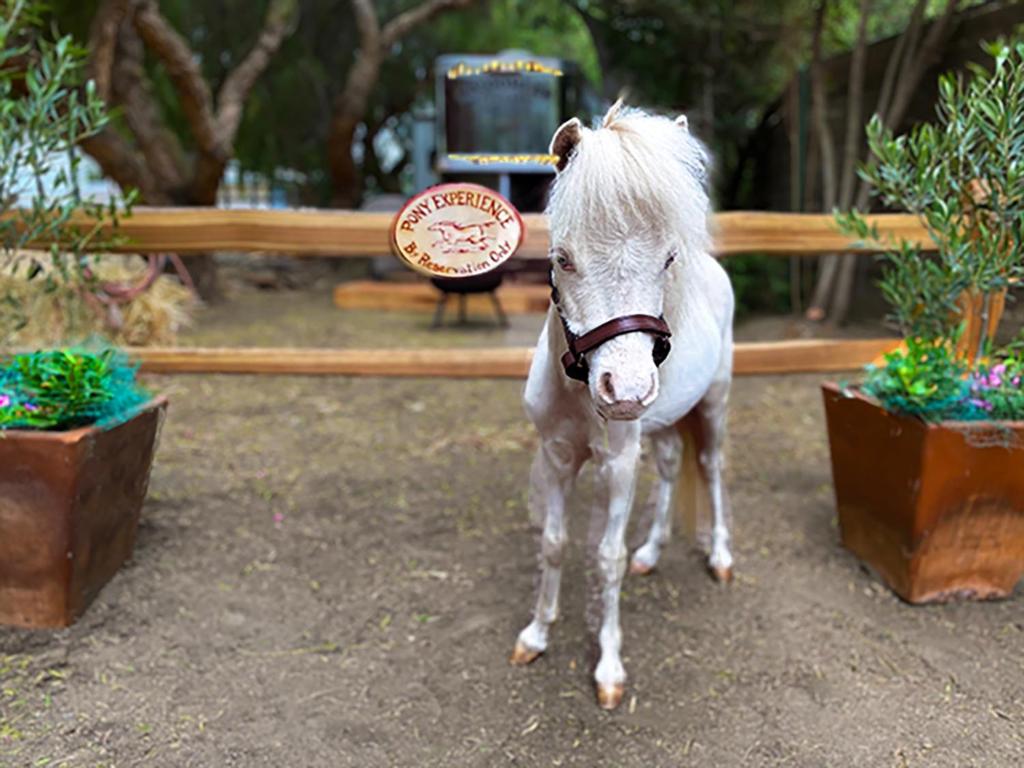 The Pony Experience