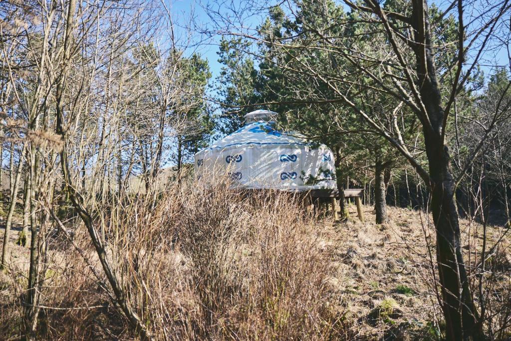 Elf Yurt - Yurtopia (Aberystwyth)