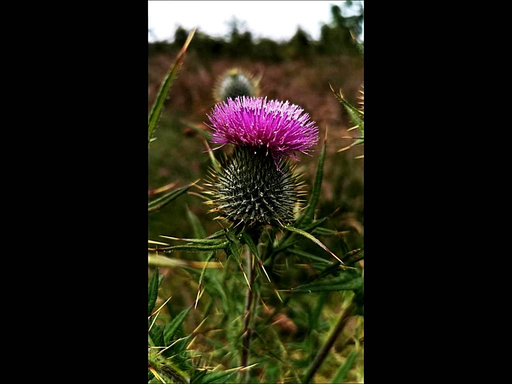 The Anchorage B and B (John O Groats)