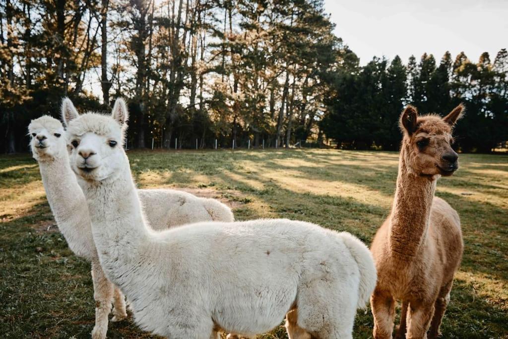 The Maple Lodge with Alpacas, Goats, Boars and Outdoor Pizza Oven