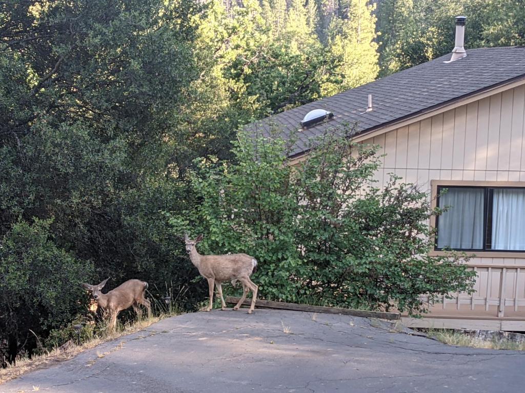 Yosemite Haven @ Pine Mountain Lake. Dog Friendly!