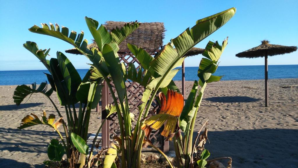 Aloha Paraíso