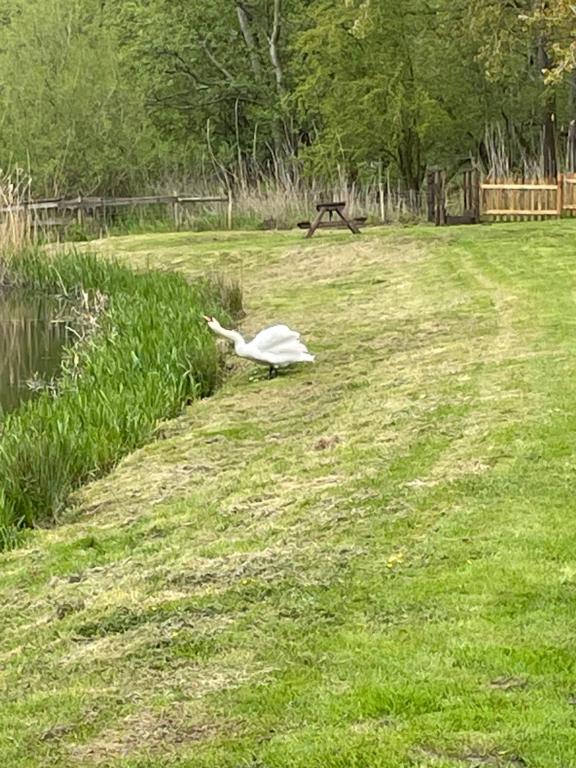 Willow glamping