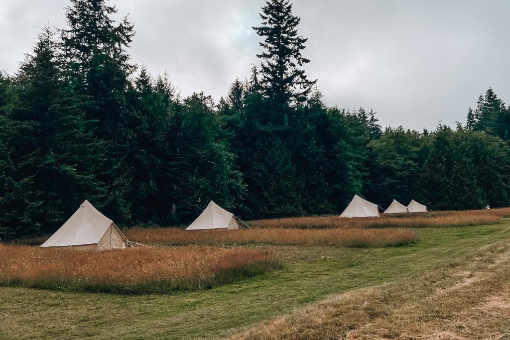 Starlight Camp Olympic