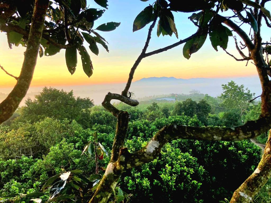 Homestay Vườn Trái Cây Nhiệt Đới VÔ ƯU GARDEN