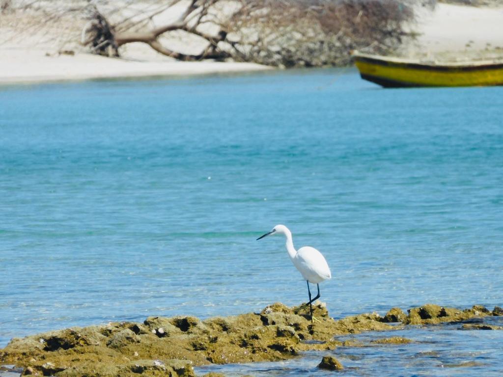 Mangal Beach Lodge